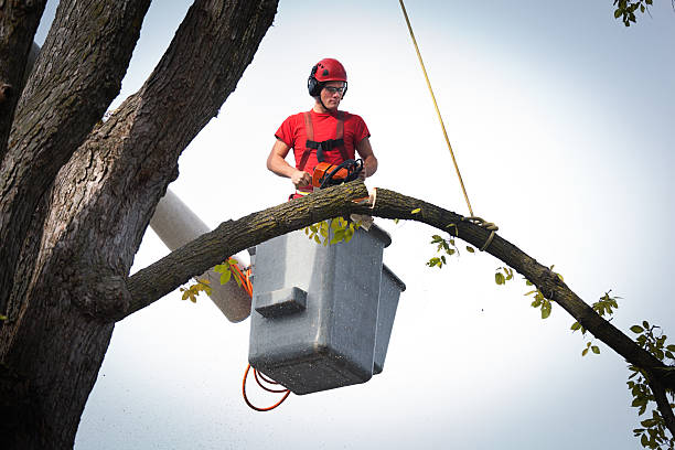 Best Tree Removal  in Contoocook, NH